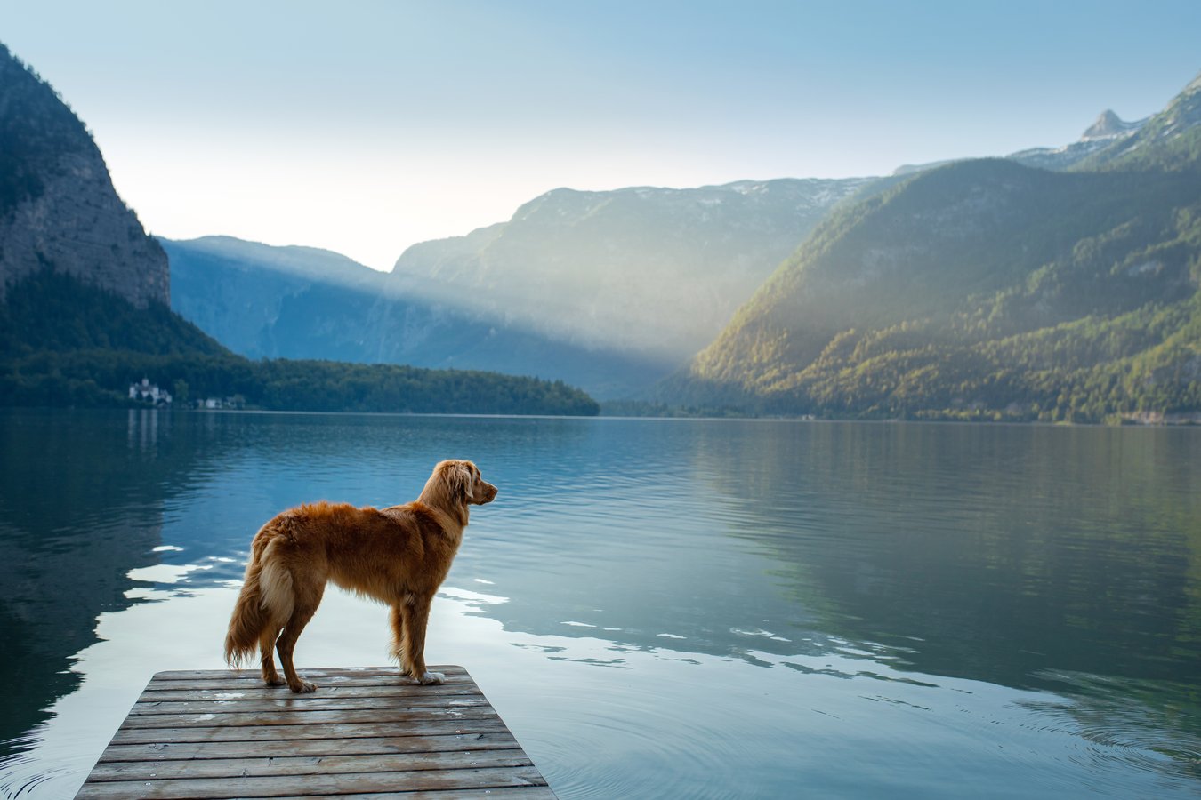 Dog on Dock Near Pond