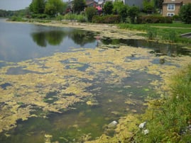 algae growth on pond