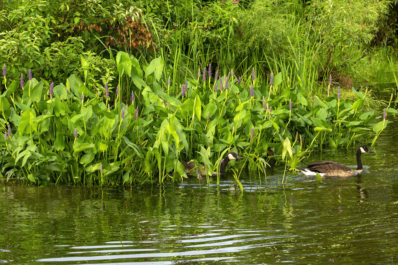 Geese in pond