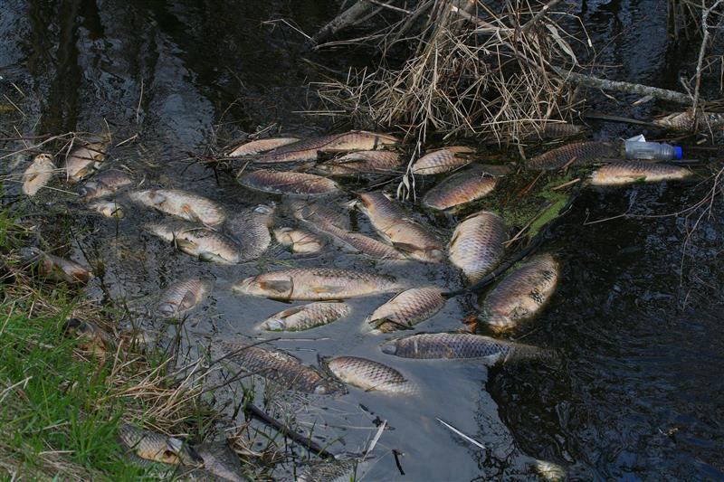 Fish kills