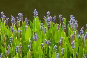 pickerel rush