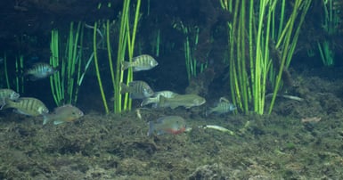 sunfish