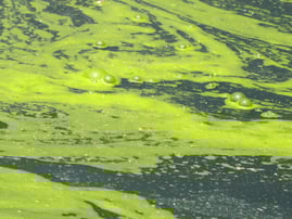 Microcystis Bloom