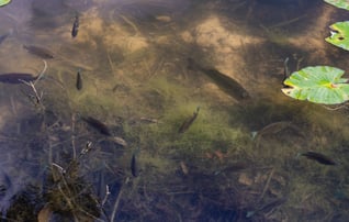 fish with vegetation