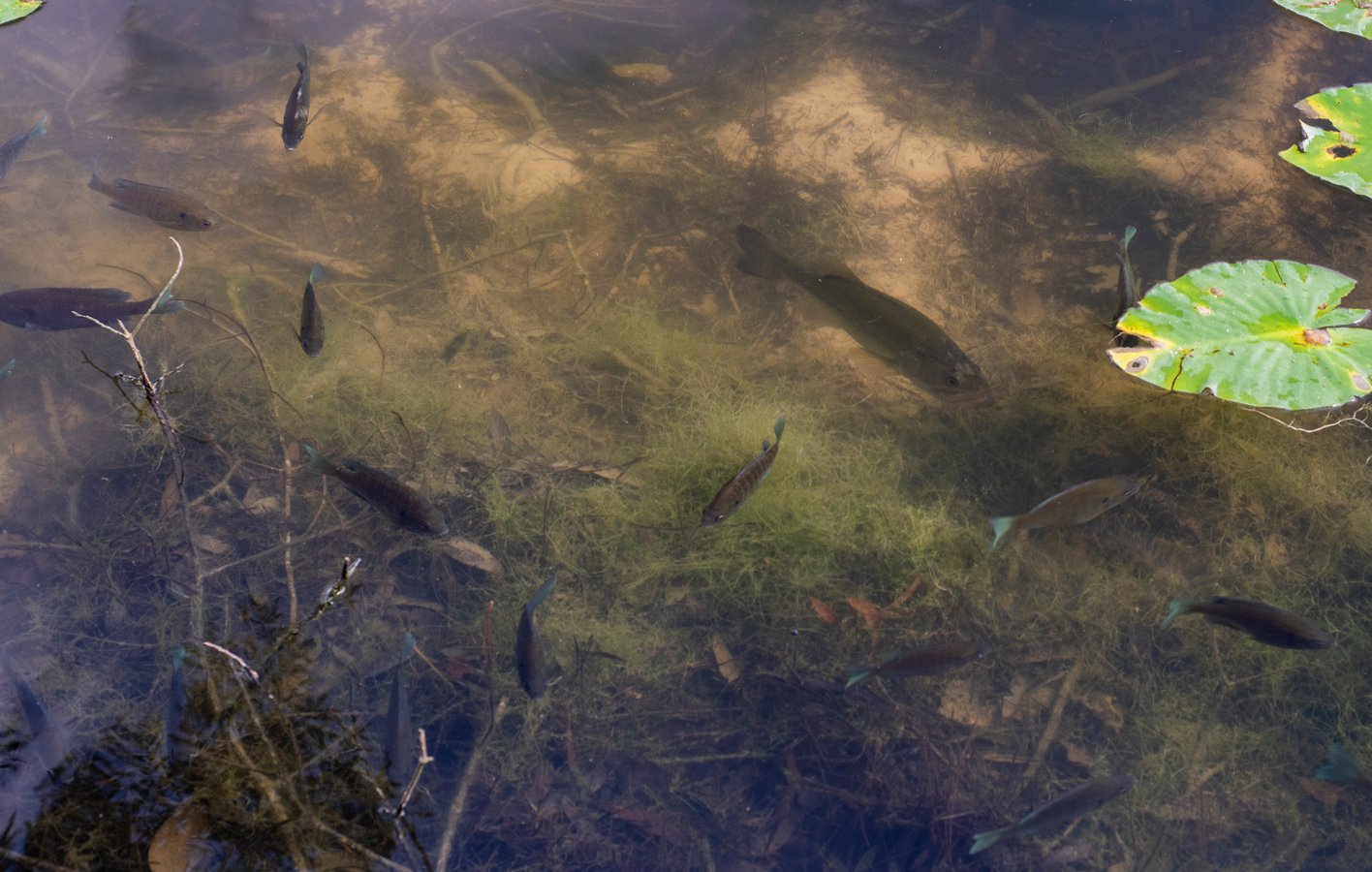 fish with vegetation