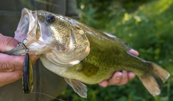 largemouth bass fishing