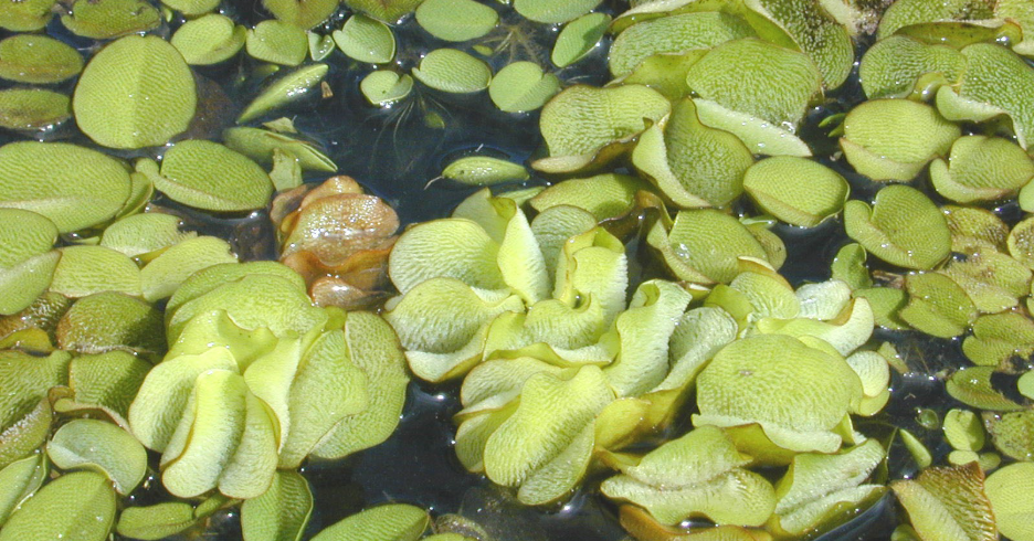 giant salvinia